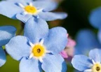 Myosotis Floristik