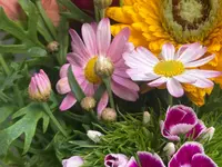 Aux Arcades fleurs