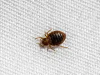 NOCIBILIS Désinfection Sàrl