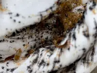 GROSS Pest Control GmbH