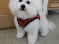 Hundesalon Zolli