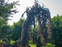 Daepp Gartenpflanzen - Klicken Sie, um das Bild 9 in einer Lightbox vergrössert darzustellen