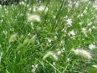 Gander Gartenbau