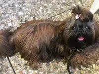 Agota's Hundesalon