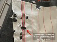 Partners Desinfection | Votre spécialiste en Nuisibles