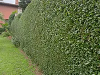 Buissonin Giardini