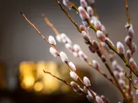Blumensaison