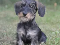 La Vigie Riviera Pet Grooming