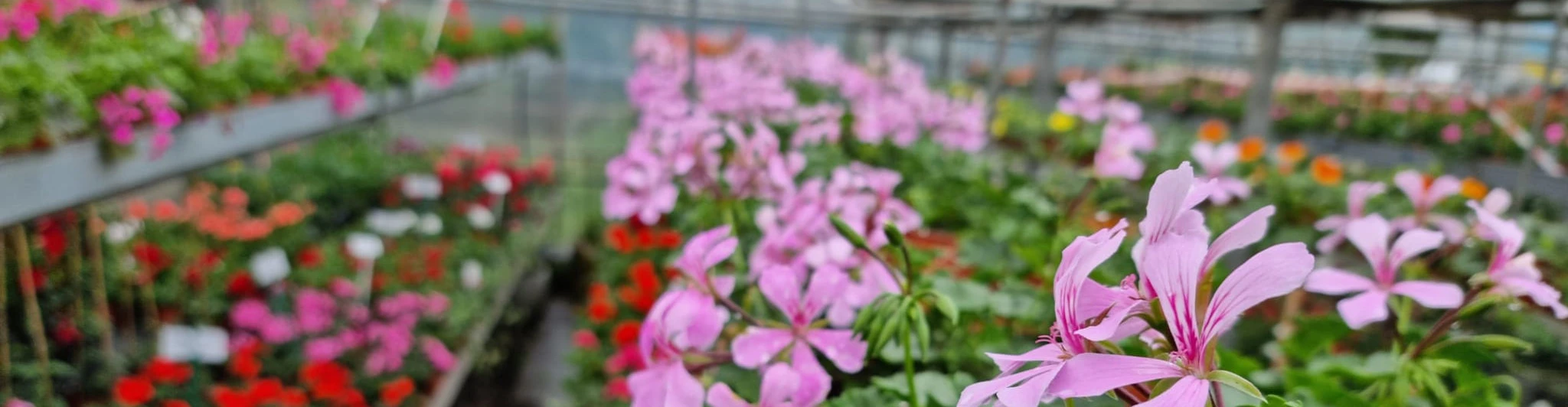 Blumen Schenk