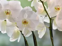 Au Bouquet - Klicken Sie, um das Bild 3 in einer Lightbox vergrössert darzustellen