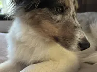 Studio Veterinario Ghiringhelli