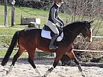 Fédération d'Elevage du cheval de sport CH