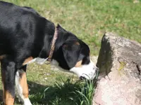 Liebevolle Tierbetreuung Tas - Klicken Sie, um das Bild 2 in einer Lightbox vergrössert darzustellen