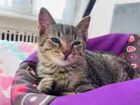 Studio Veterinario Ghiringhelli