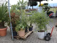 Wiedmer-Blumen AG