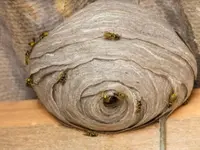 INSECTIS SARL - Expert anti-nuisibles