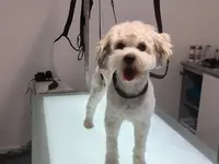 Hundesalon Isidora