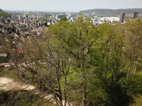 Baummaa Baumpflege GmbH