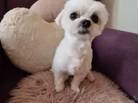 Hundesalon Trendy Dog