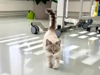 Katzen-Praxis.ch