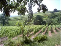 Domaine des Esserts - Klicken Sie, um das Bild 4 in einer Lightbox vergrössert darzustellen