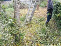 Pfister Obstbaum- und Gartenpflege