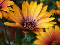 Blumen Eichenberger Oberrieden