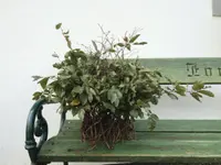 Blumen Diener