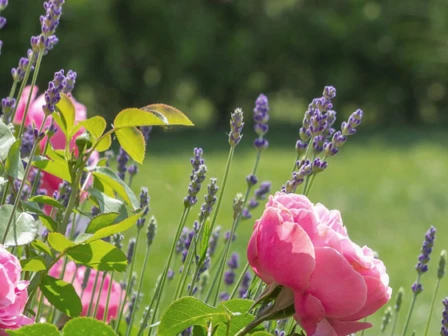 Bont Gartenbau und Gartenpflege AG - Cliccare per ingrandire l’immagine panoramica