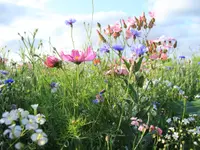 Daepp Gartenpflanzen - Klicken Sie, um das Bild 8 in einer Lightbox vergrössert darzustellen