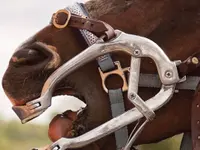 Ostéopathe animalier - Mélissa CHAVANNE (Cheval | Chien | Chat | Nac)