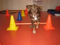INDIKA-animalreha SA