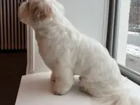 Salon de toilettage INU