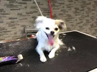 Patty's Hundesalon