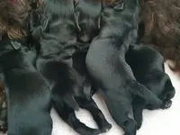 Hundesalon Toxi Horgen
