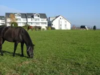 L.deRham Equitation - Klicken Sie, um das Bild 2 in einer Lightbox vergrössert darzustellen