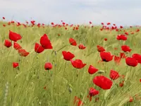 Pompes Funèbres Barras SA