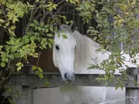 Sellenhof Kinderreitlager - Klicken Sie, um das Bild 5 in einer Lightbox vergrössert darzustellen