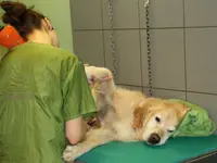 Hundesalon Pet Cut's