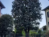 Pasinelli cura alberi Sagl - Klicken Sie, um das Bild 2 in einer Lightbox vergrössert darzustellen