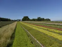 Wildblumenhaus