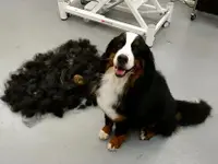 Agota's Hundesalon