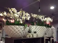 Blumen Fleischli
