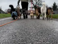 Focus Dogs Hundeschule KlG - Klicken Sie, um das Bild 2 in einer Lightbox vergrössert darzustellen