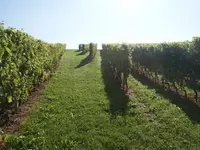 Domaine Les Hutins - Klicken Sie, um das Bild 7 in einer Lightbox vergrössert darzustellen