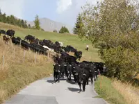 Ferme des Trontières Randogne