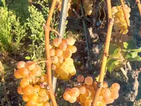 Cave du Cholèk Sàrl