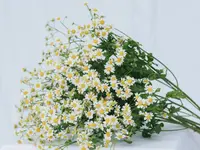 Fleurs du Coeur