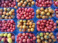 Azienda Ortofrutticola Taiana sagl