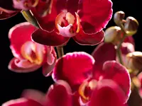 Widler Gartenbau + Floristik AG